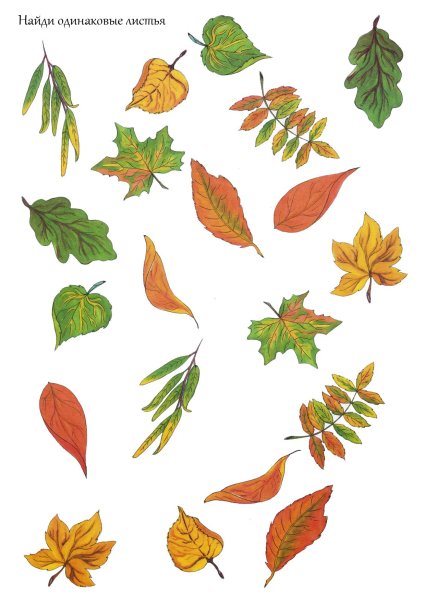 Листья деревьев