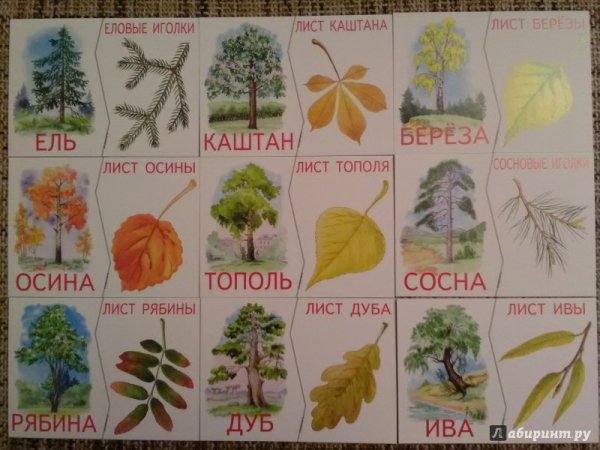 Листья деревьев с названиями для детей
