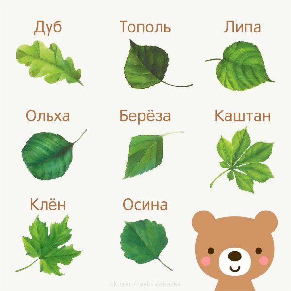 Листья разных деревьев