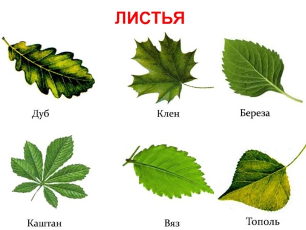 Листья клена рябины дуба березы