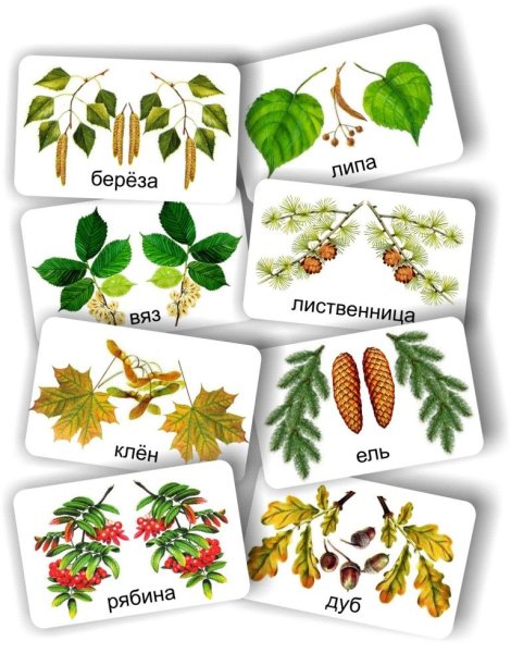 Листья деревьев с названиями