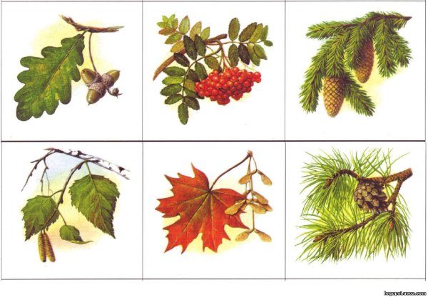 Деревья и плоды