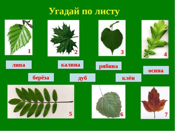 Листья деревьев с названиями