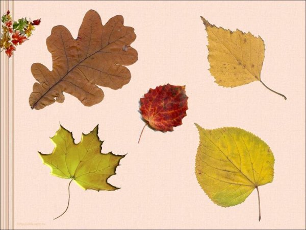 Листья деревьев