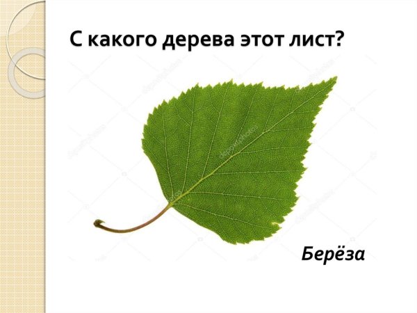 С какого дерева лист