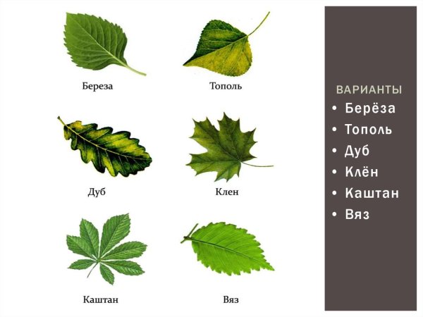 Листья деревьев с названиями