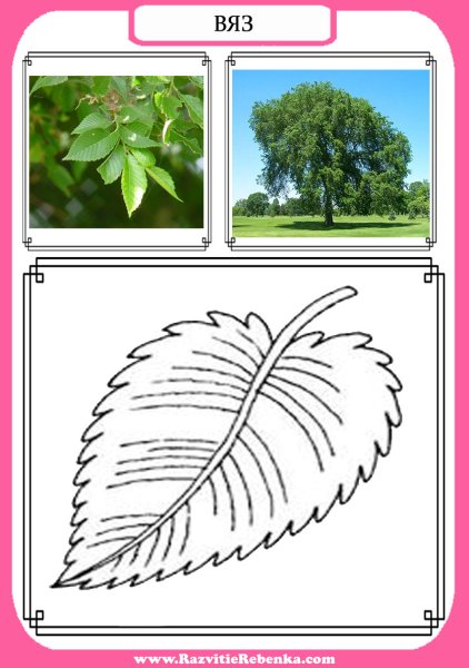 Листья деревьев с названиями