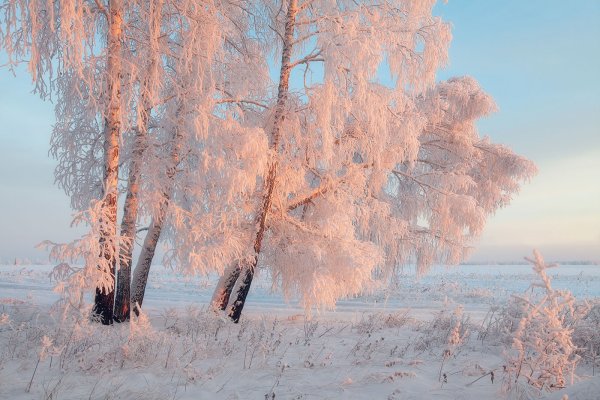 Зимняя береза