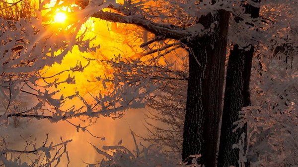 Утро в заснеженном лесу