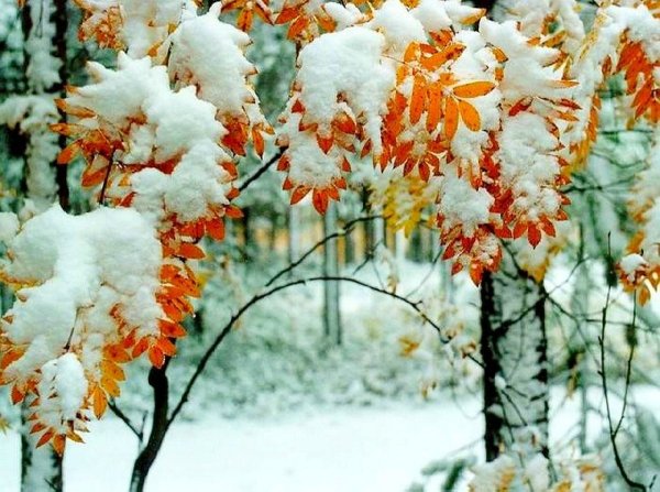 Ноябрь природа