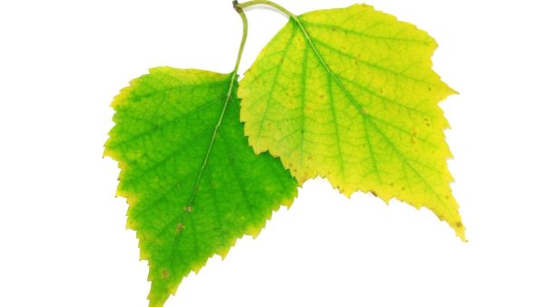 Листья березы осенью