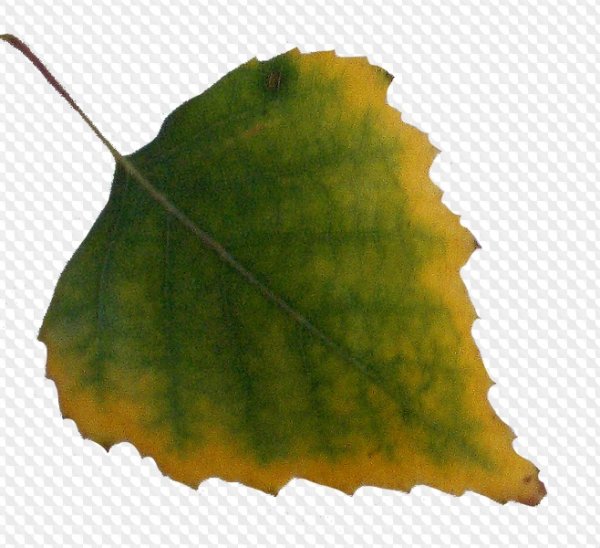 Осенние листья березы