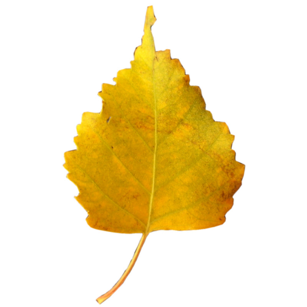 Берёза листья