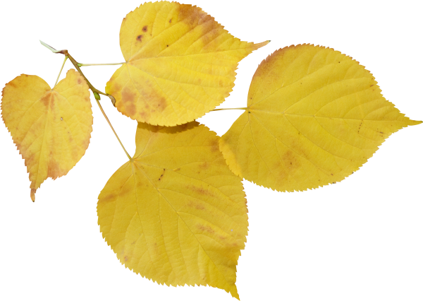 Осенние листья березы