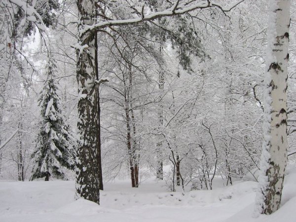 Стихотворение Фета учись у них у дуба у березы