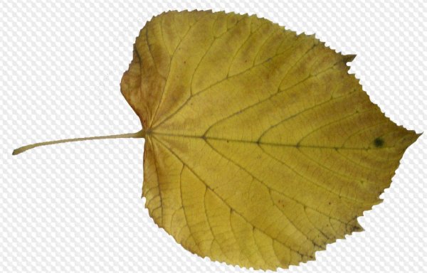 Листик осины