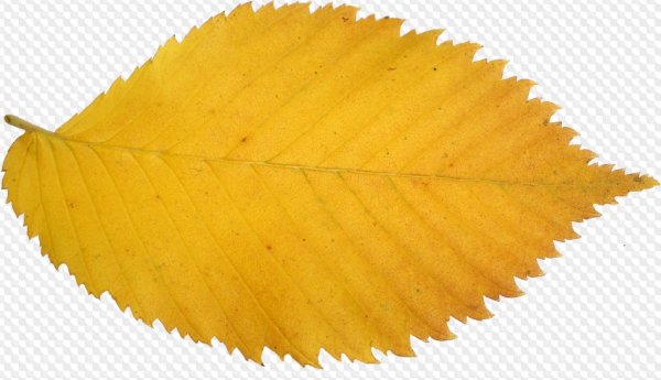 Дерево с желтыми листьями