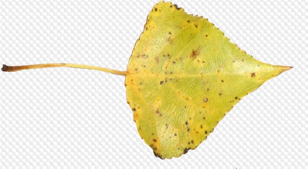 Листья тополя осенью