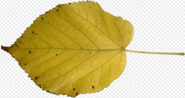 Желтый лист осины