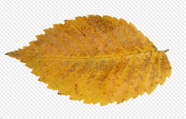 Лист березы на прозрачном фоне