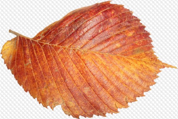 Осенний лист вяза