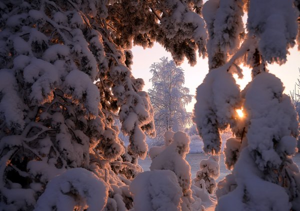 Зимний лес в объятьях тишины