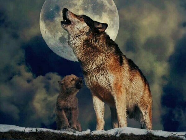 Серый волк воет на луну