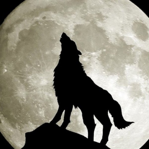 Волк и Луна