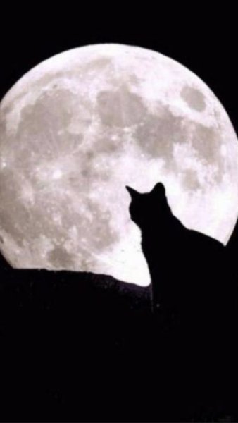 Черная кошка и Луна