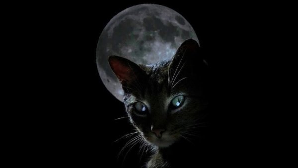 Кошка на фоне Луны