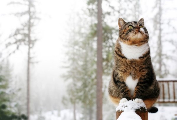 Кот в снегу