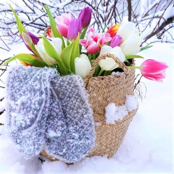 Цветы зимой