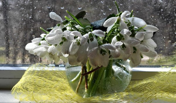 Валевская Валентина. Натюрморт с подснежниками.