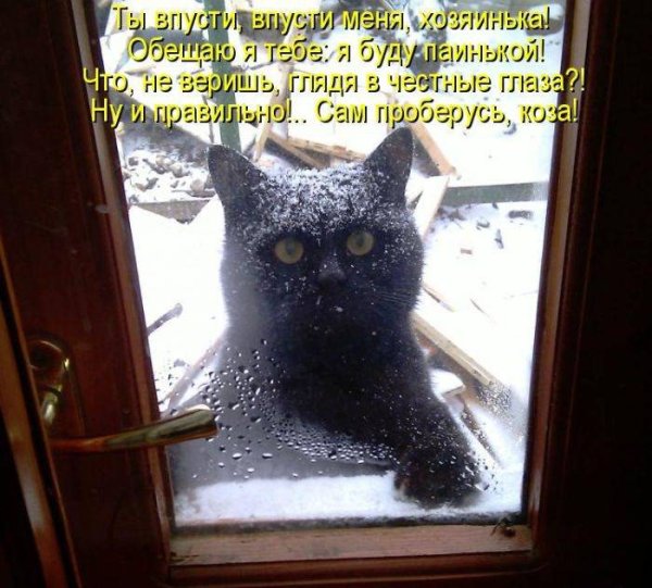 Кот пришел