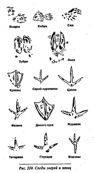 Следы птиц лесных таблица