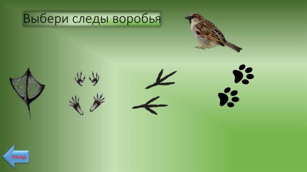 Следы птиц на снегу