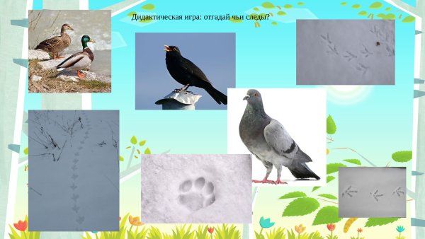 Чьи следы птицы