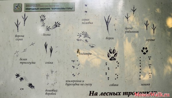 Следы птиц на снегу с названиями