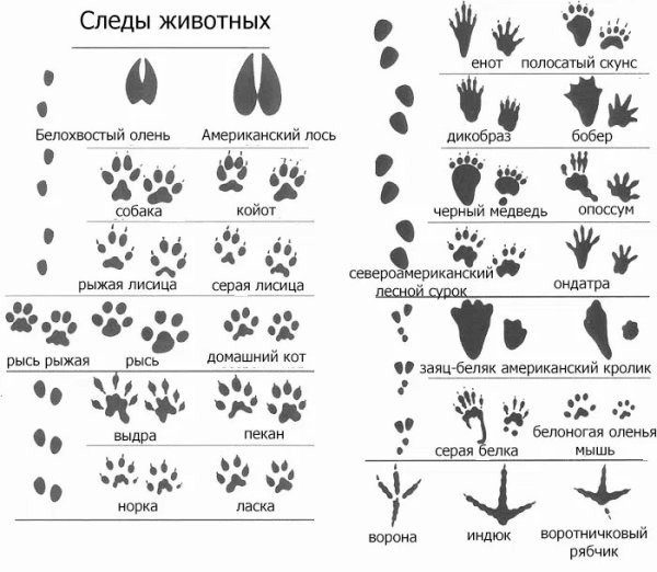 Следы животных средней полосы России