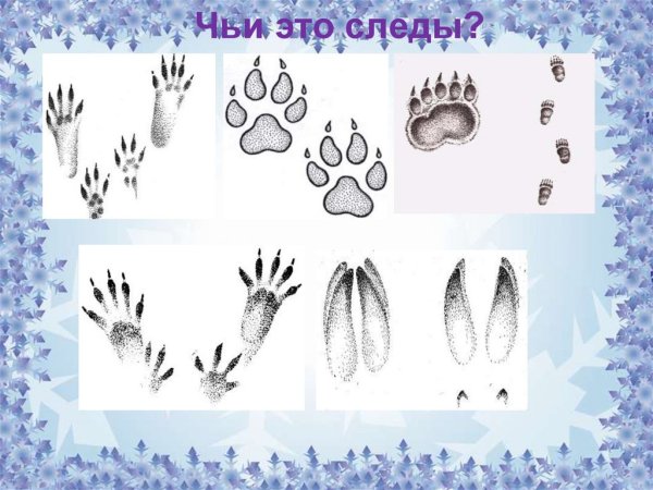 Следы лесных животных
