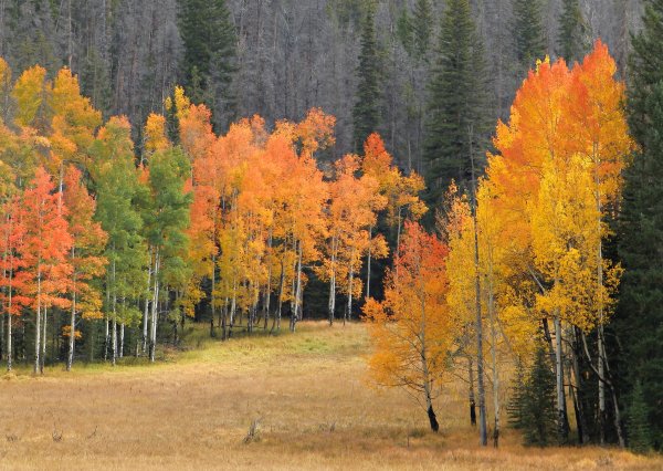 Осенний лес