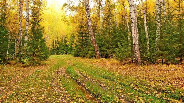 Атемарский лес Саранск