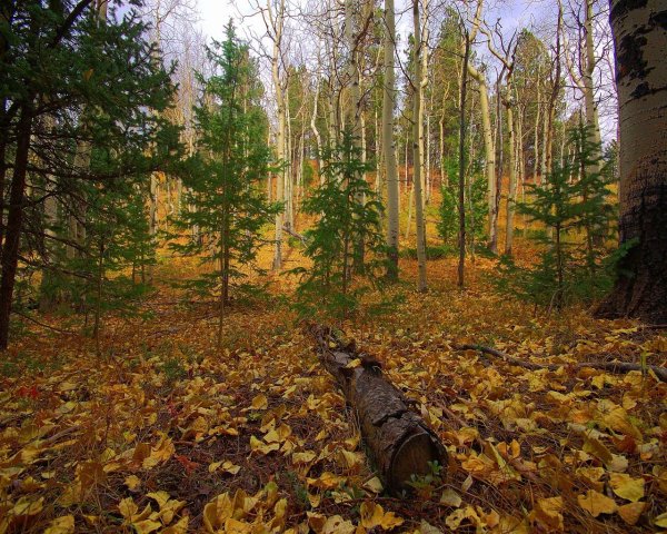 Осенний еловый лес