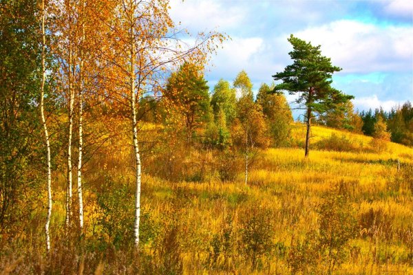 Берёзы осенью на опушке леса
