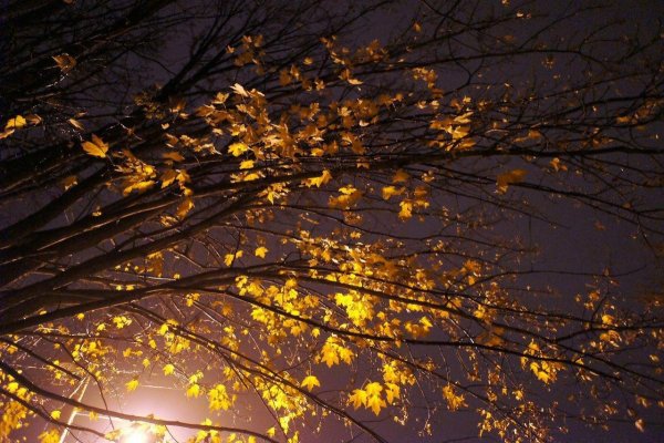 Листопад ночь