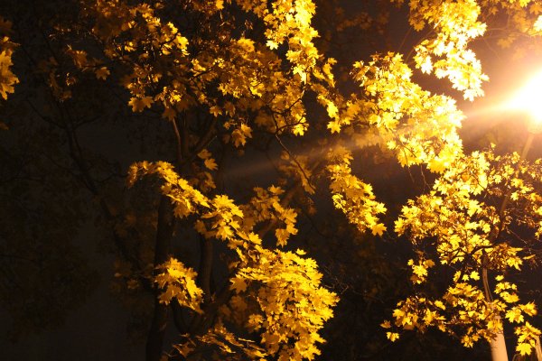 Ночная листва