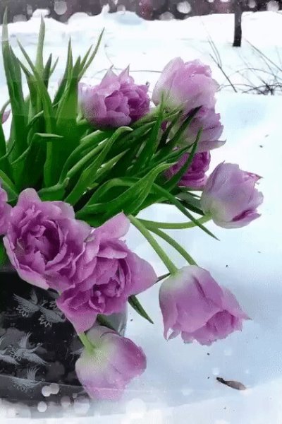 Букет тюльпанов на снегу