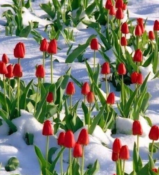 Тюльпаны в снегу