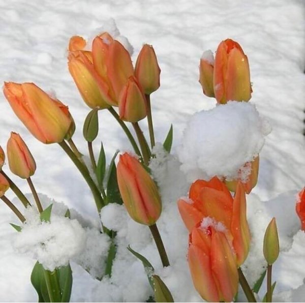 Тюльпаны зимой