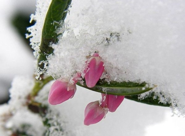Доброе Весеннее Снежное утро